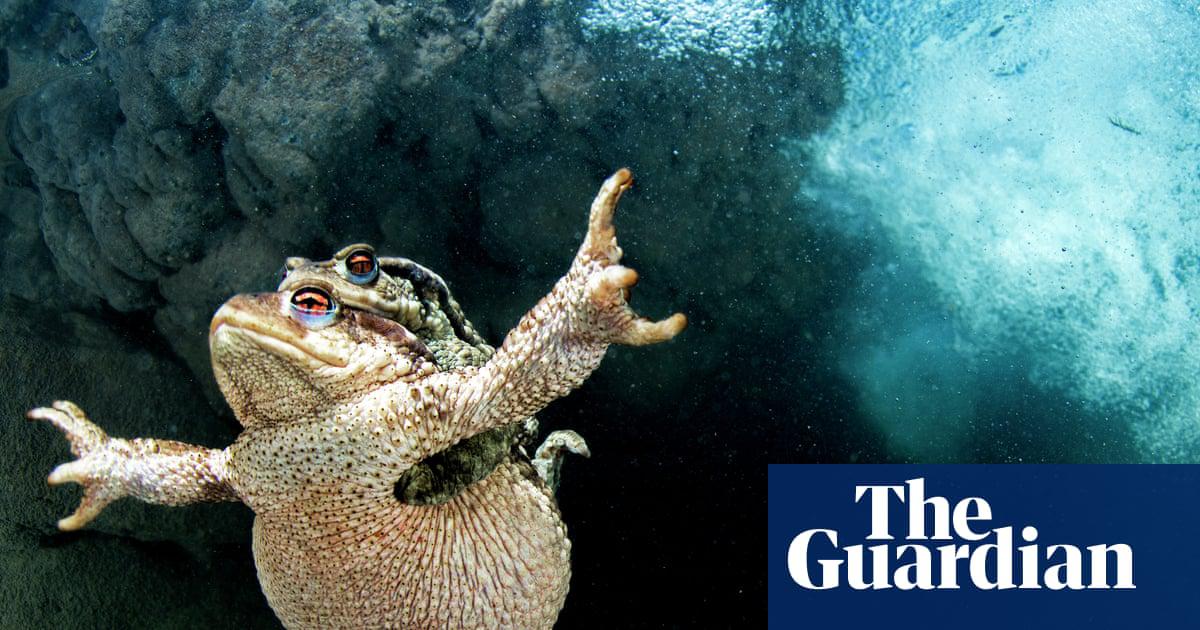 Toads swimming …