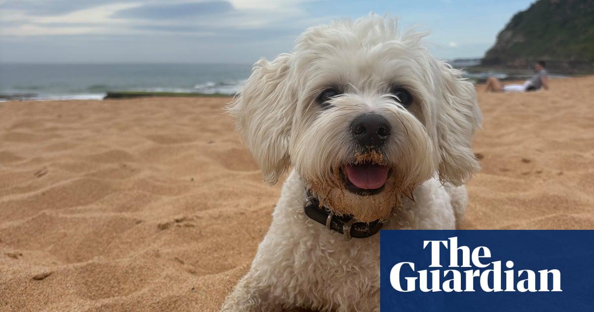 Dog-friendly beaches are a great way to help pets cool off in a heatwave, but the RSPCA says wading pools work too. Guardian desk editor Julia Hollingworth’s dog Leslie prefers the former.