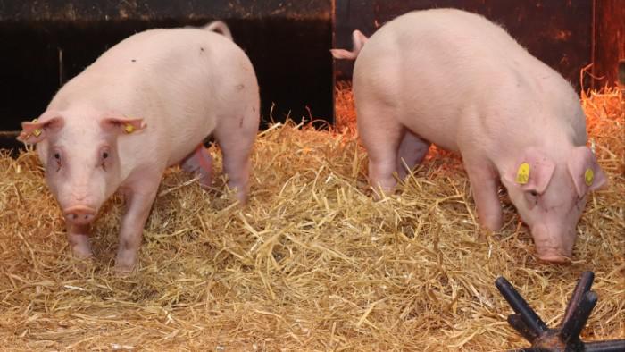Scientists unveil pigs gene-edited to resist swine fever 