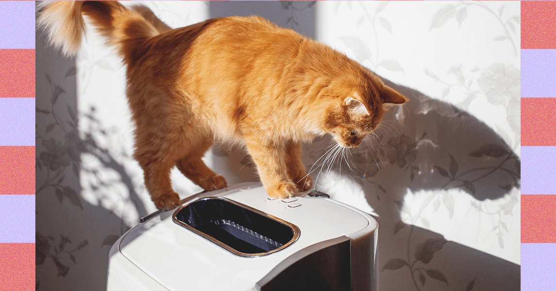 How to Manage Cat Allergies—Experts Weigh In (2025)