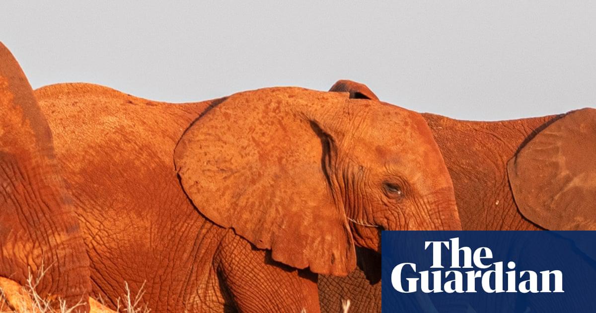Elephants grazing in Tsavo East national park near Voi in Taita-Taveta county, Kenya