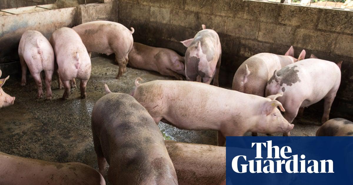 Classical swine fever, also known as hog cholera or pig plague, causes fever, skin lesions, convulsions, diarrhoea – and often death within 15 days