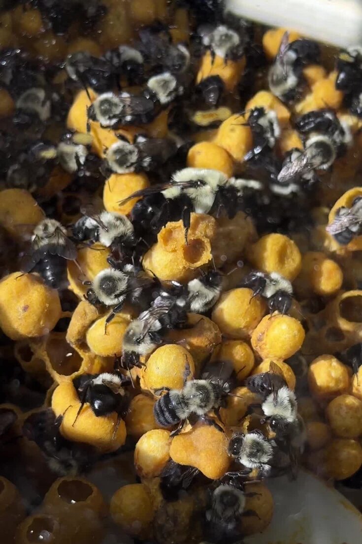 Bee Happy: They’re Saving Pollinators in Kansas
