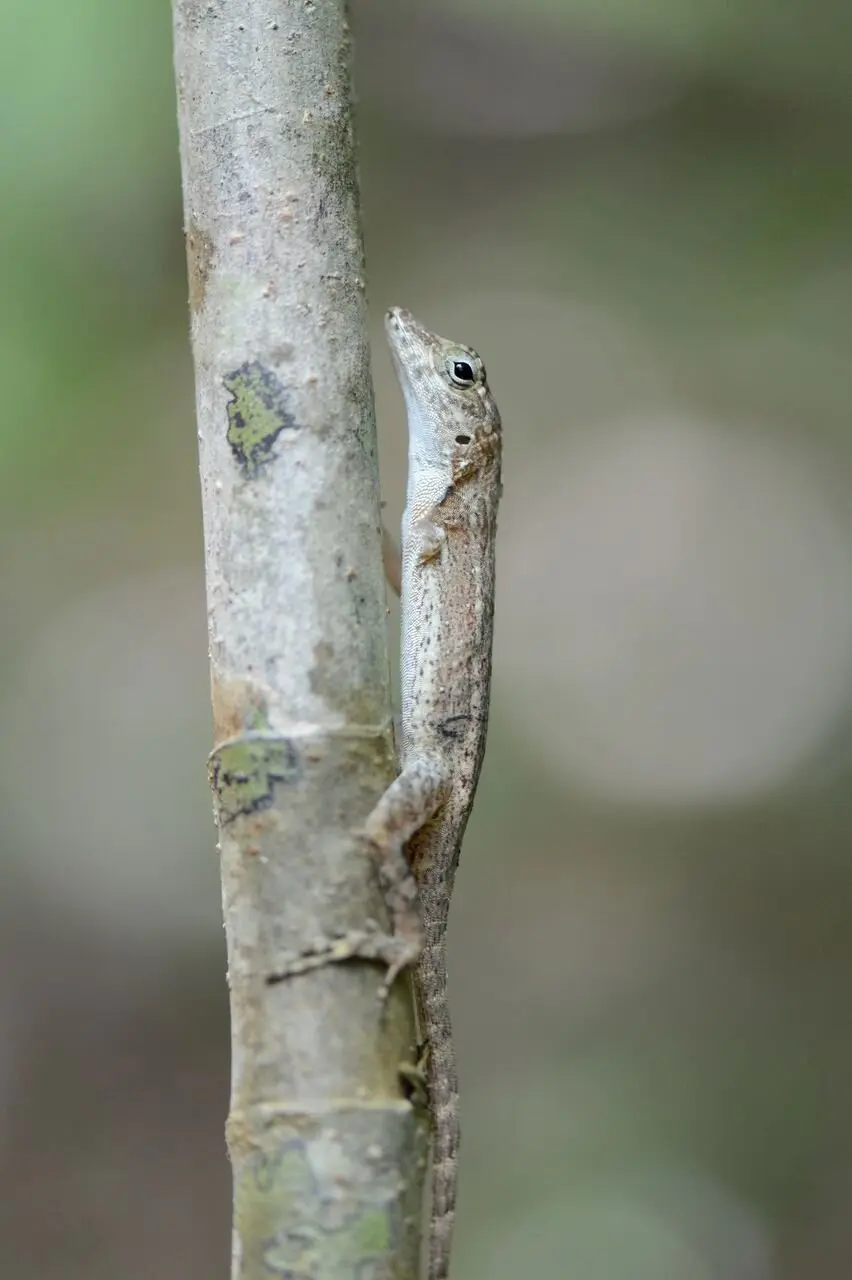 A three-limbed Puerto Rican crested anole.