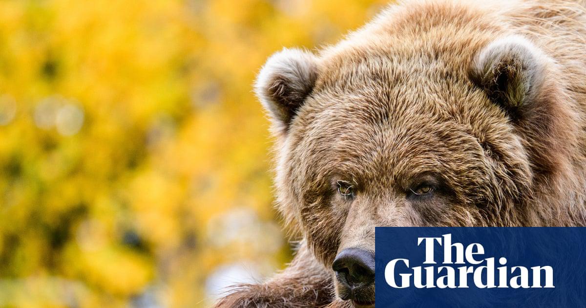 This beautiful brown bear called Juniper hasn’t, to our knowledge, broken into any zoos recently. But she has some quiz questions for you …