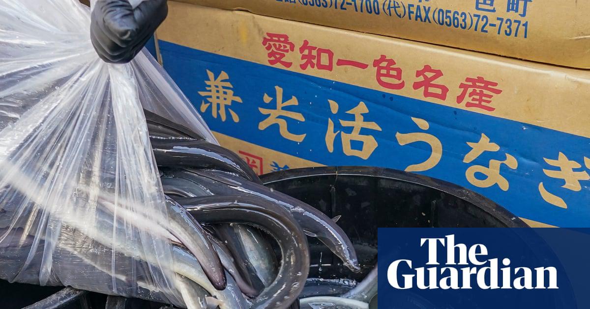 Fresh live eels being delivered to Kawatoyo restaurant in Narita, Japan.