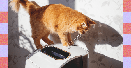 Picture of the author