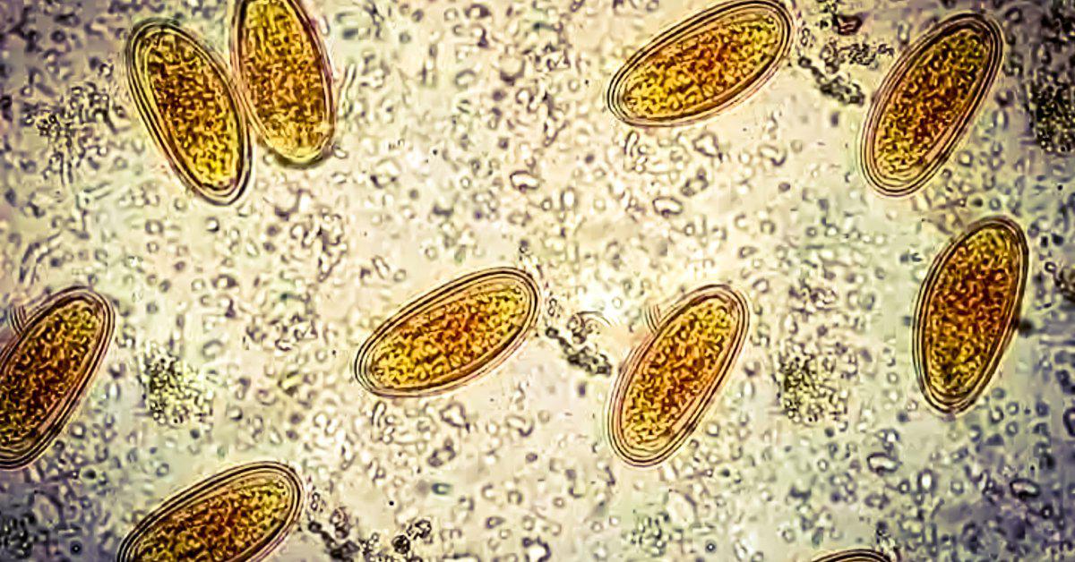 Scientists dug into paleofeces for a new study, learning some very intimate details about how long-ago people lived.