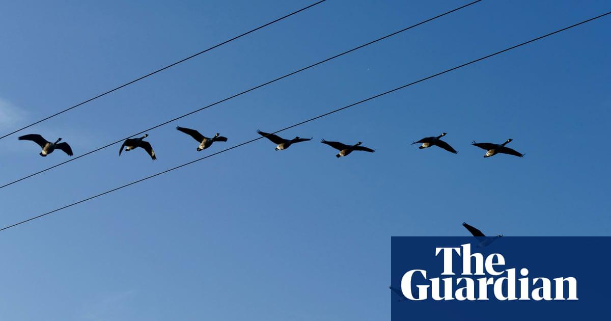 ‘The sound speaks of longing to me, one I recognise because autumn brings a restlessness to me too.’ Canada geese in flying formation.