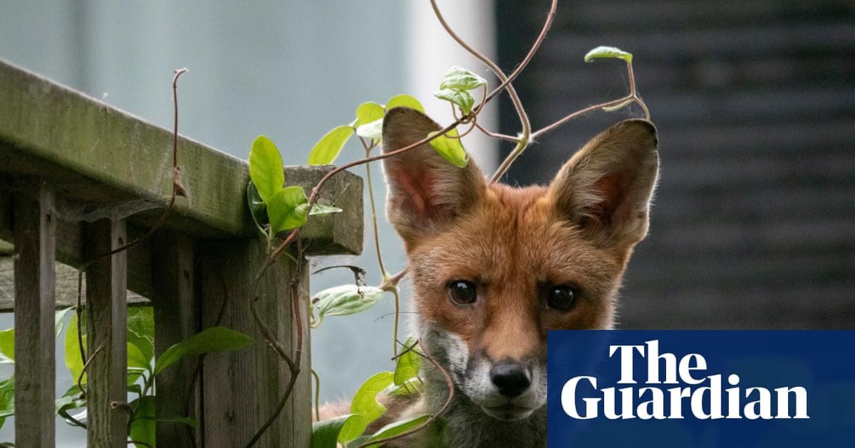 A fox cub pokes its head out from behind a fig tree. ‘Many urban foxes find shelter in people’s gardens.’