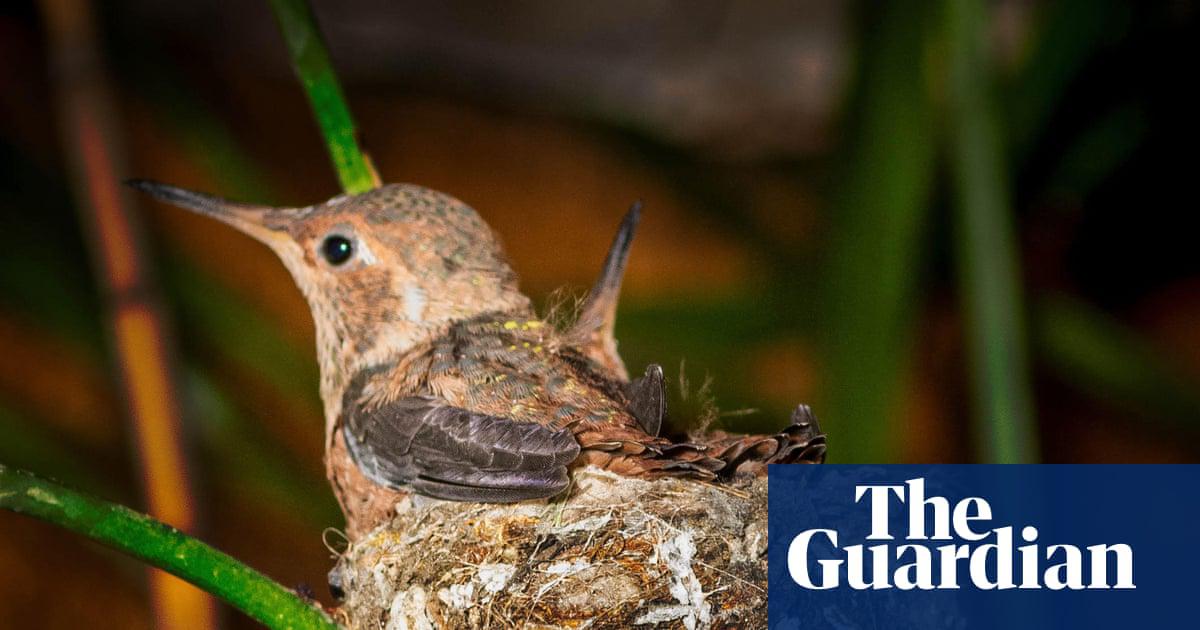 In a flap over the hibernation clue?