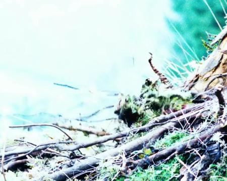 Picture of the author