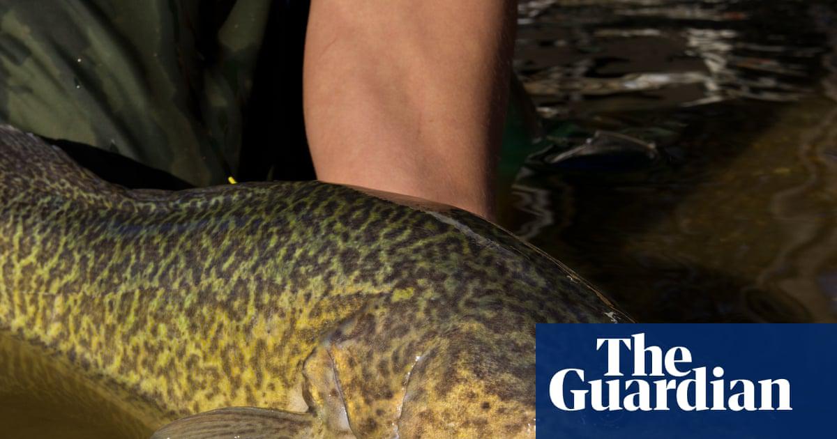 A Murray cod, Australia’s largest freshwater fish. A Murray cod dubbed ‘Arnie’ swam 900km through the Murray River, its streams and backchannels.