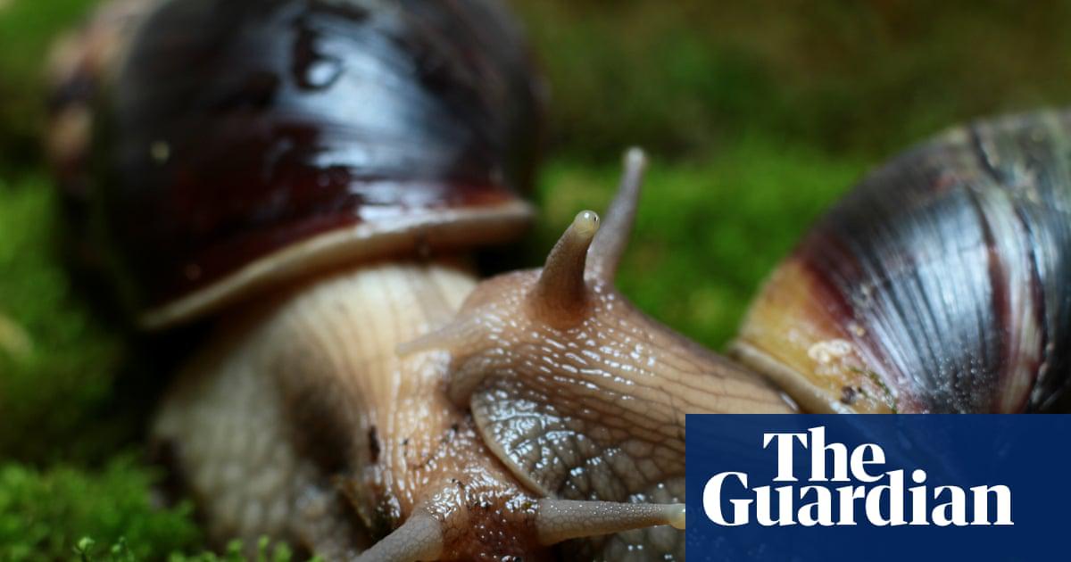 Two giant African snails before mating.<br>