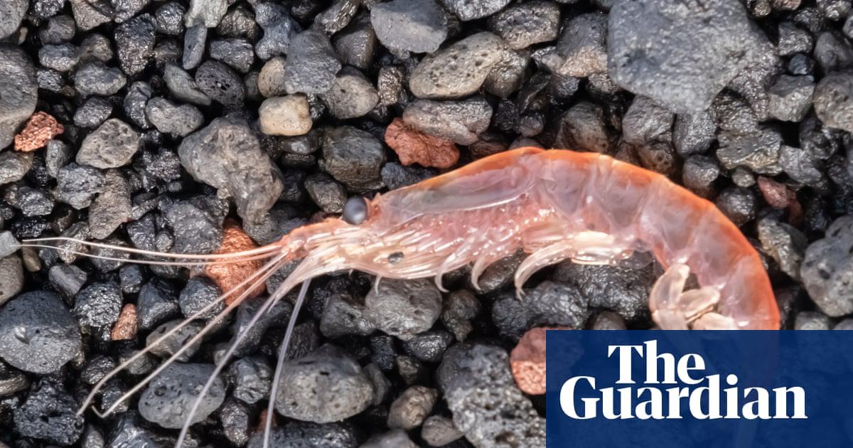 An Antarctic krill. Although it is the foundation of the ecosystem, about 500,000 tonnes of krill were trawled in the Antarctic last year.
