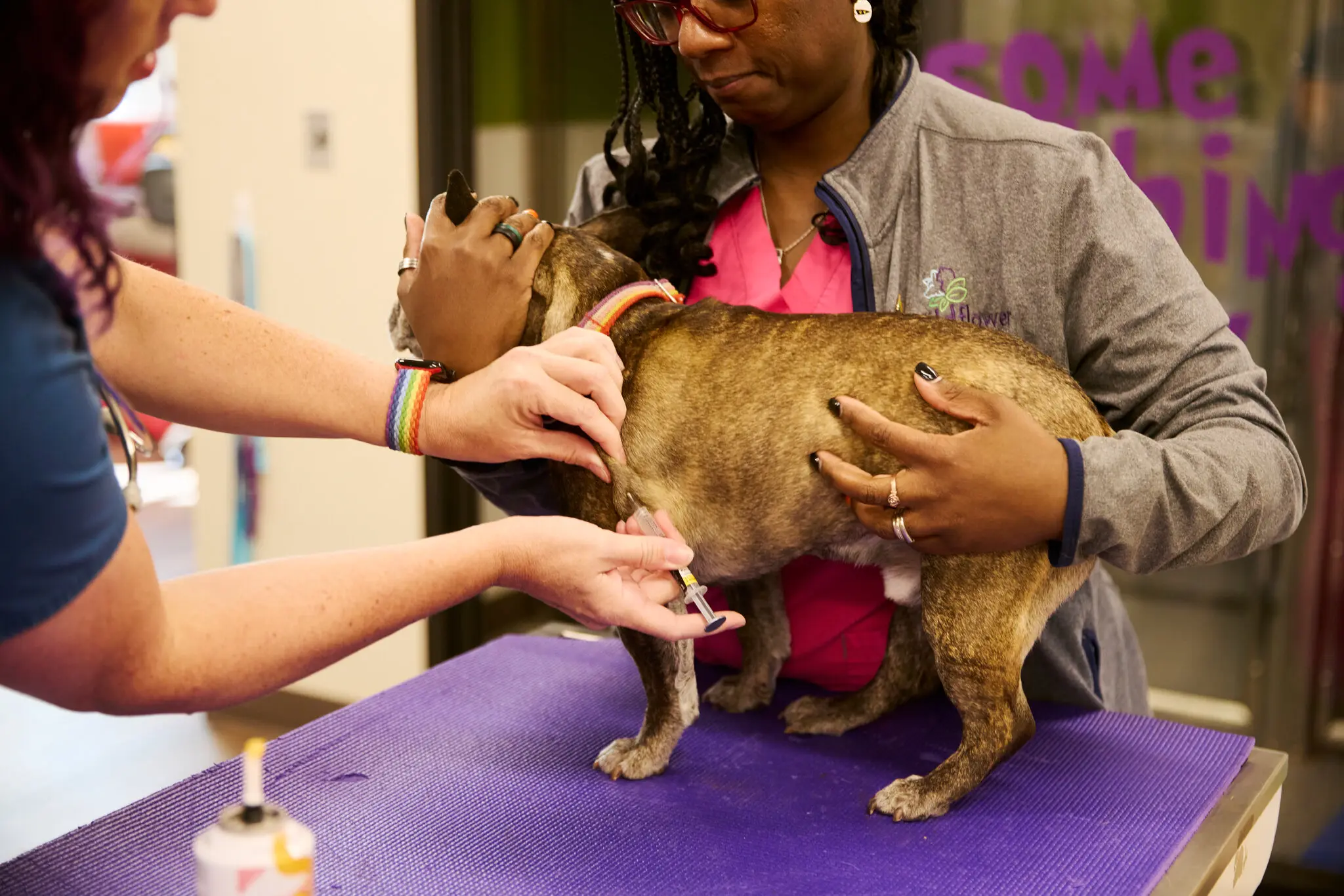 Popeye, a French bulldog, getting a vaccine at the Wildflower Veterinary Hospital in Brighton, Colo., last week.
