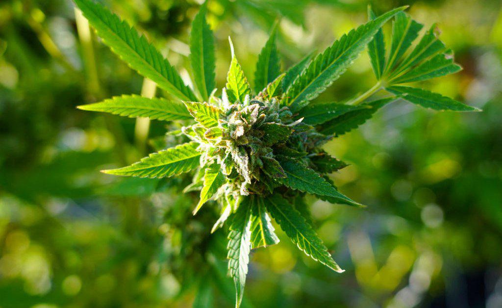 The case centers on a federal statute barring "unlawful drug" users from owning a gun.