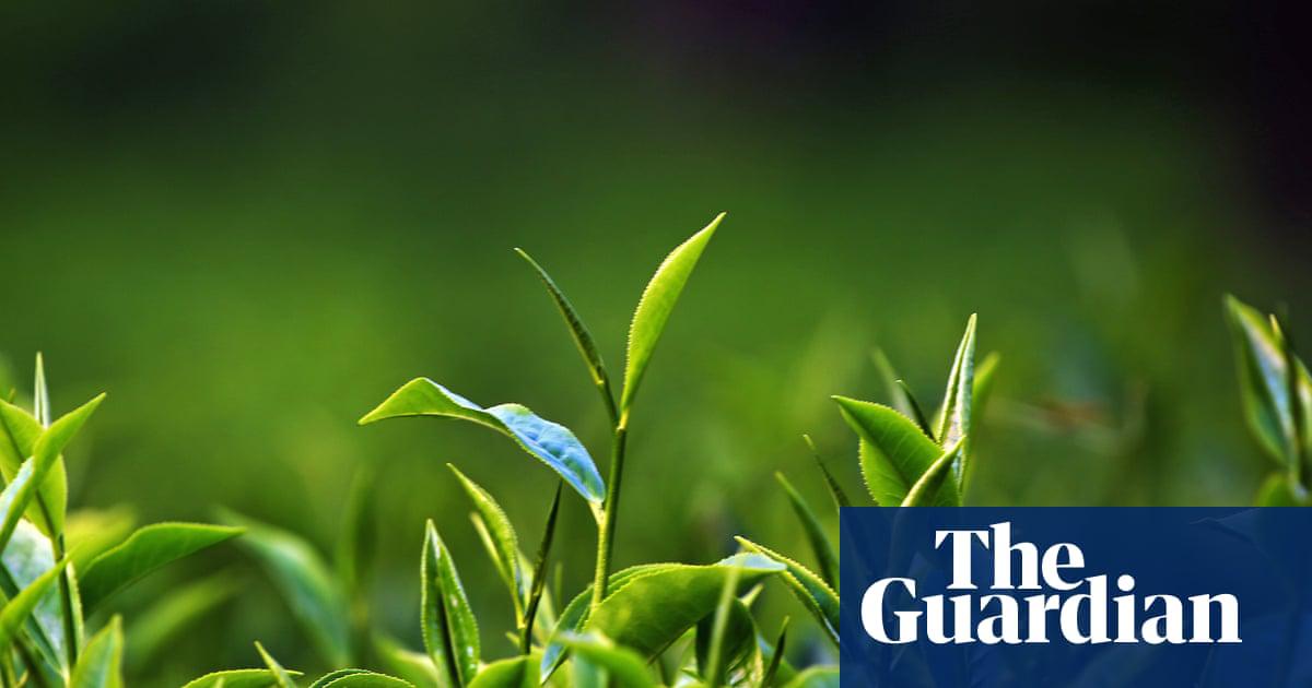 A Scottish tea mystery: green shoots – episode one – podcast