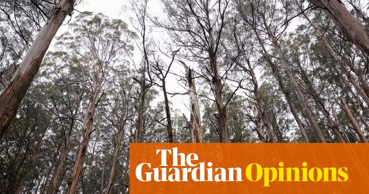 ‘The exemption for native forest logging should have been phased out. Instead, it was extended.’