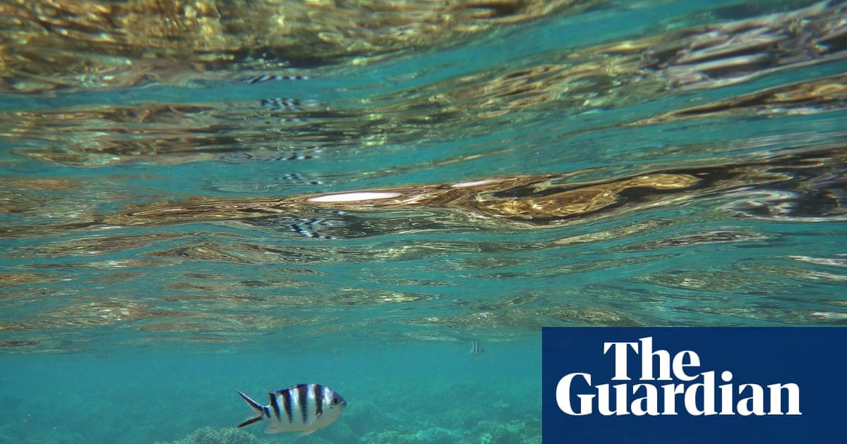 Marine wildlife in areas hit by temperature change, including the Great Barrier Reef, are actively seeking cooler habitats.
