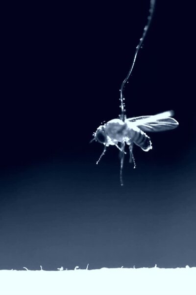 Researchers wanted to quantify how much charge a jumping parasitic roundworm needed to latch on to its fruit fly host.