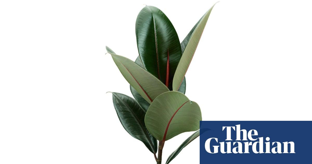 <em>Ficus</em> <em>elastica</em> ‘Abidjan’ or rubber plant: ‘Keep an eye on my leaves’