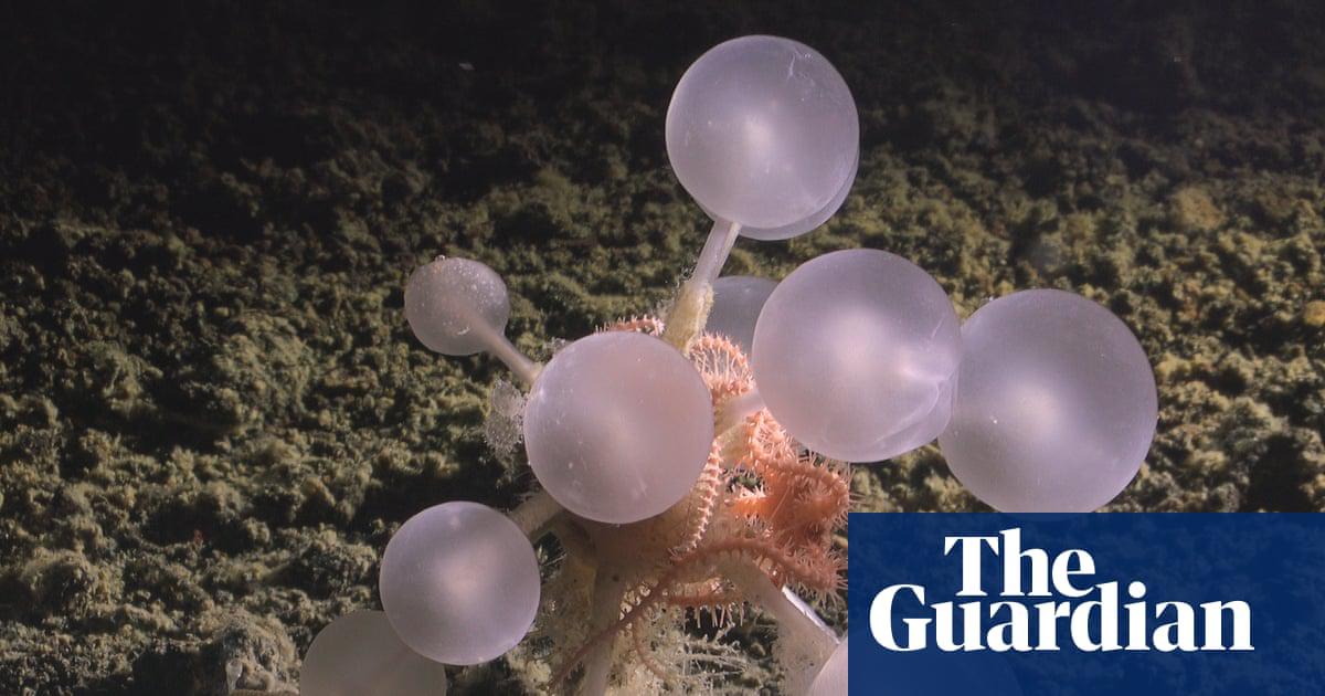 ‘Death ball’ tree sponge on the ocean bed.