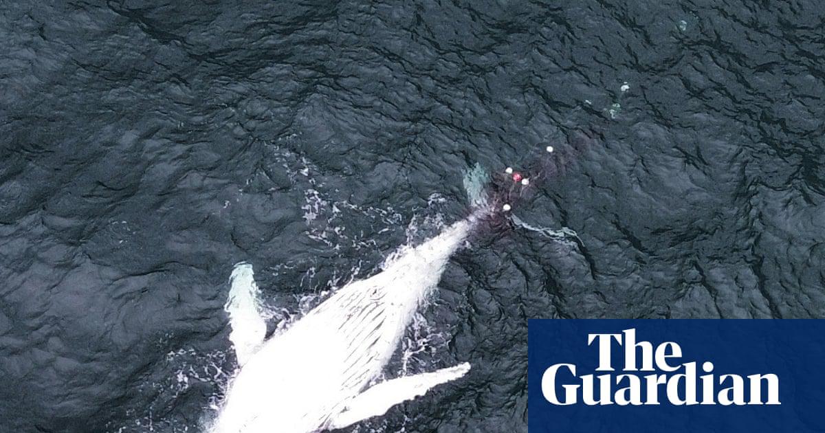‘Animal cruelty’: two-year-old humpback whale found dead in NSW shark net causes anger