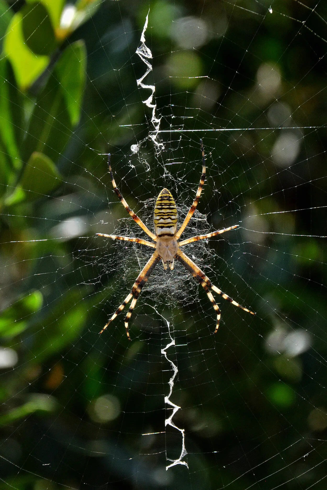Argiope bruennichi, or wasp spider, a species of orb weaver found in Europe.
