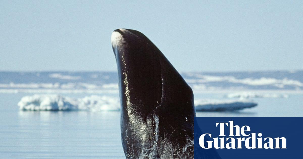 A bowhead whale in Igloolik, Nunavut, northern Canada. The whales spend their lives in Arctic waters.
