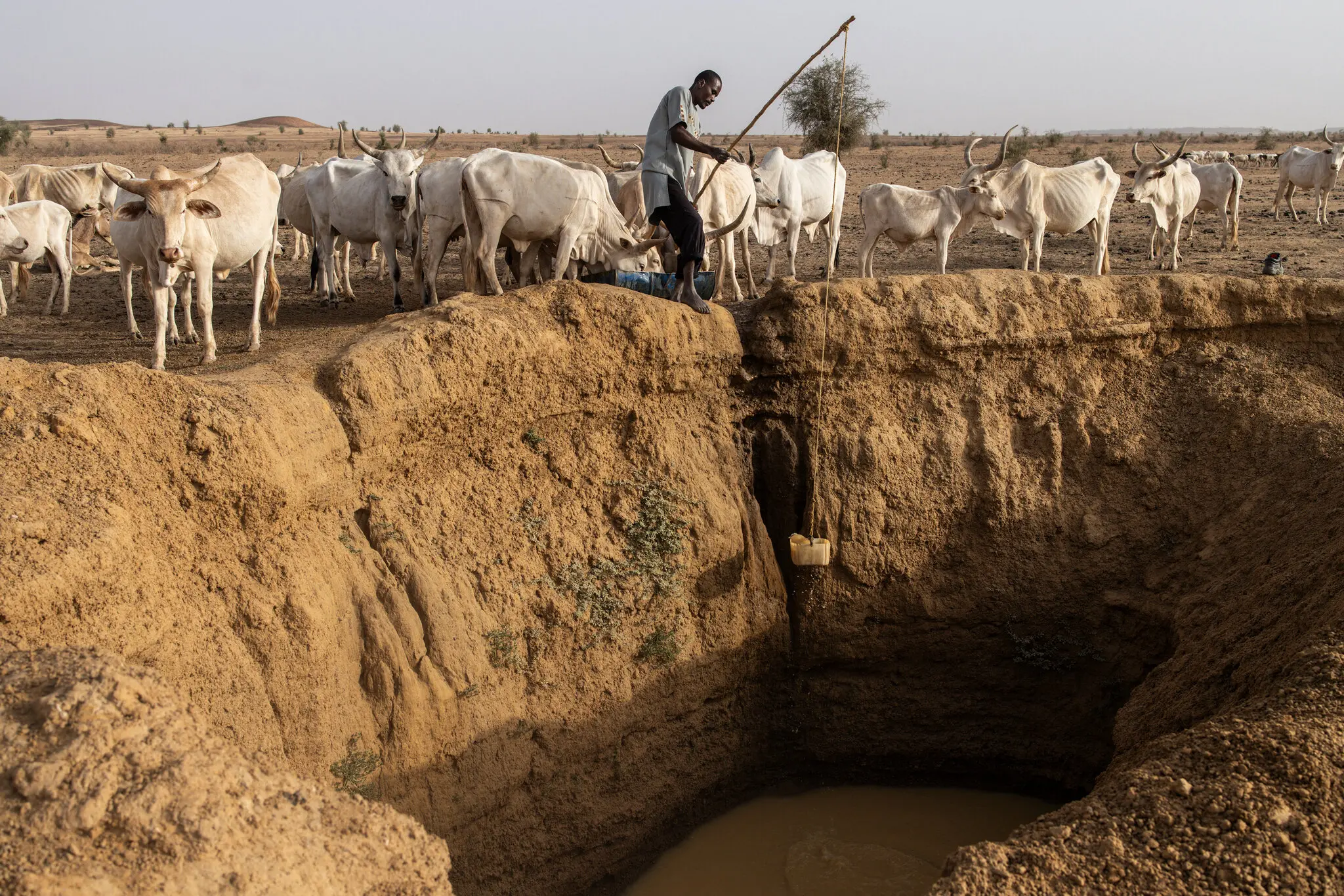 A cattle herder at a watering hole in northeast Senegal last year.