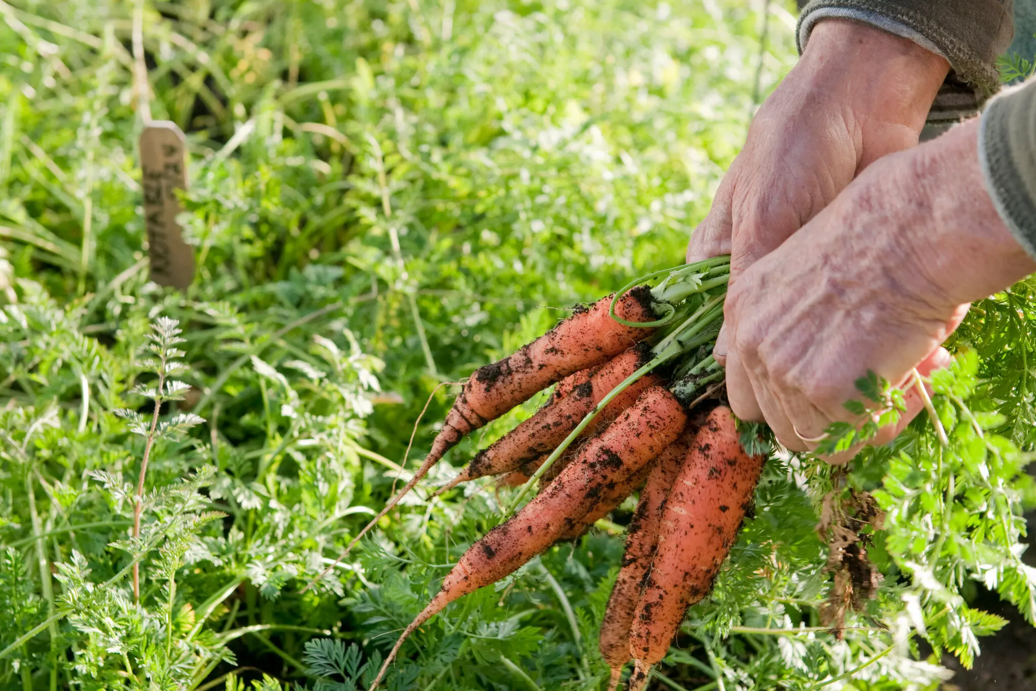 Even after more than 50 years’ farming, Eliot Coleman remains energized by the idea that healthy plants grown in healthy soil resist pests.