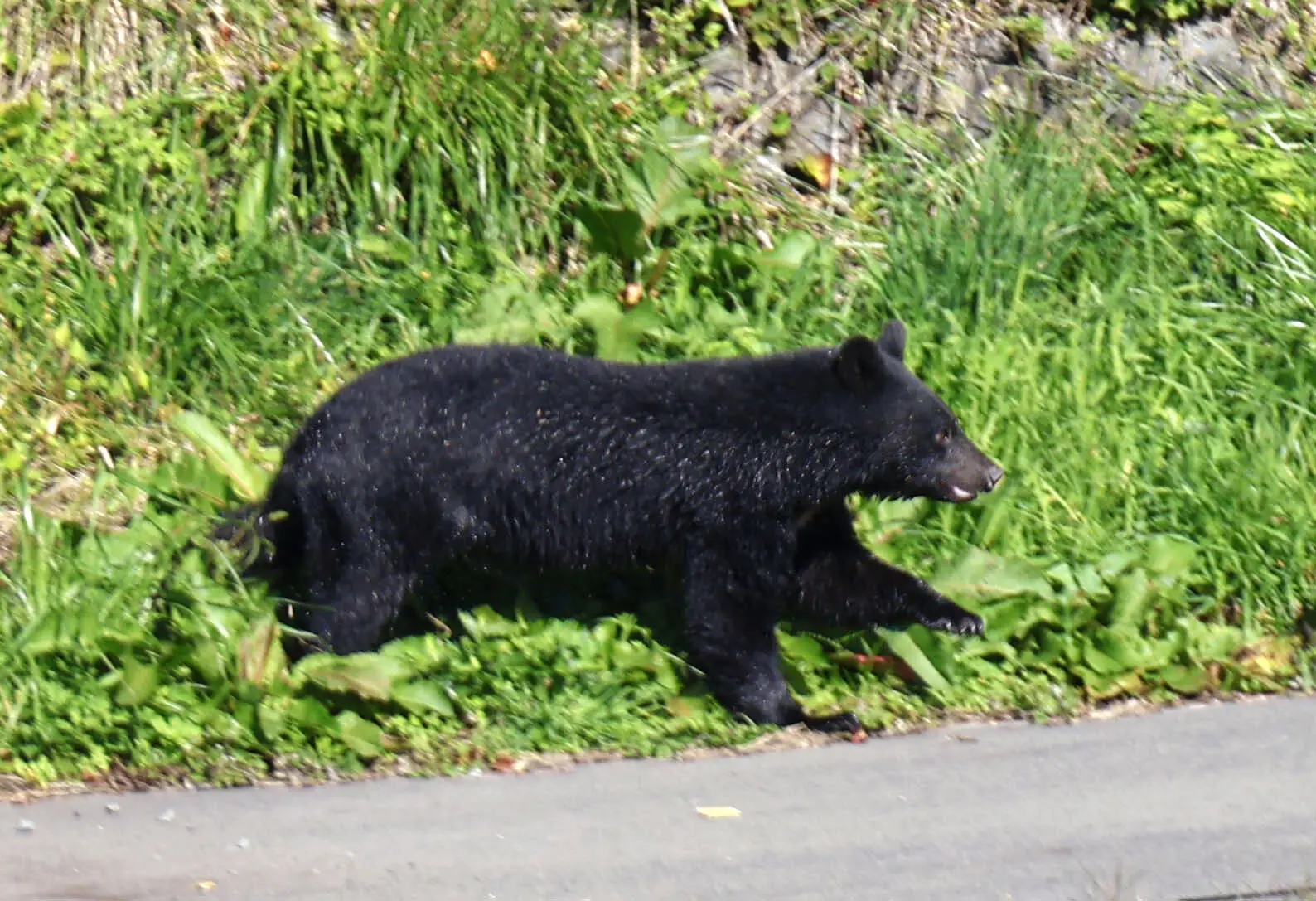 A bear scurrying in the city center of Morioka in northeastern Japan’s Iwate Prefecture last week.