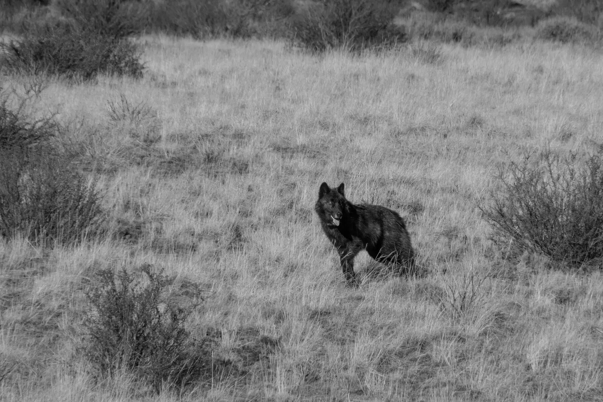 The Reality of Living With Wolves, Bears and Mountain Lions