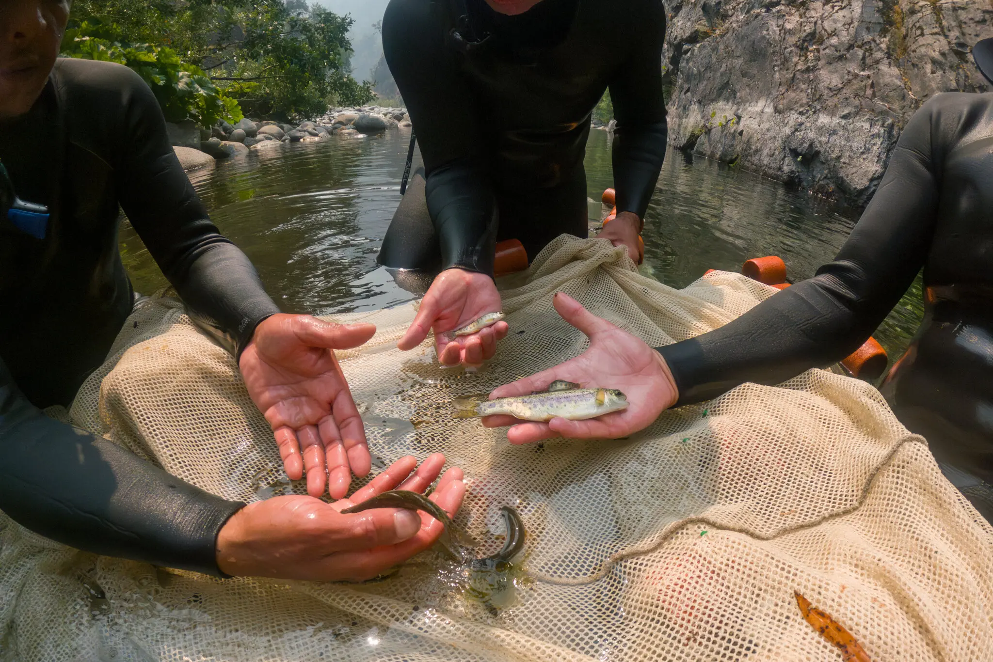 Biologists examined juvenile coho salmon, Chinook salmon and steelhead trout in a branch of the Klamath River system in Northern California last year.