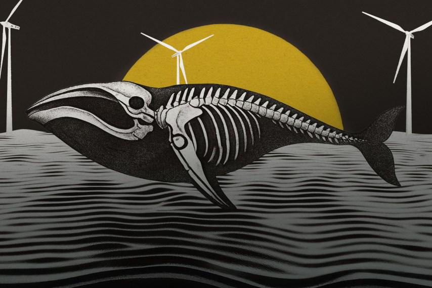 Whales are dying. Don’t blame wind turbines.