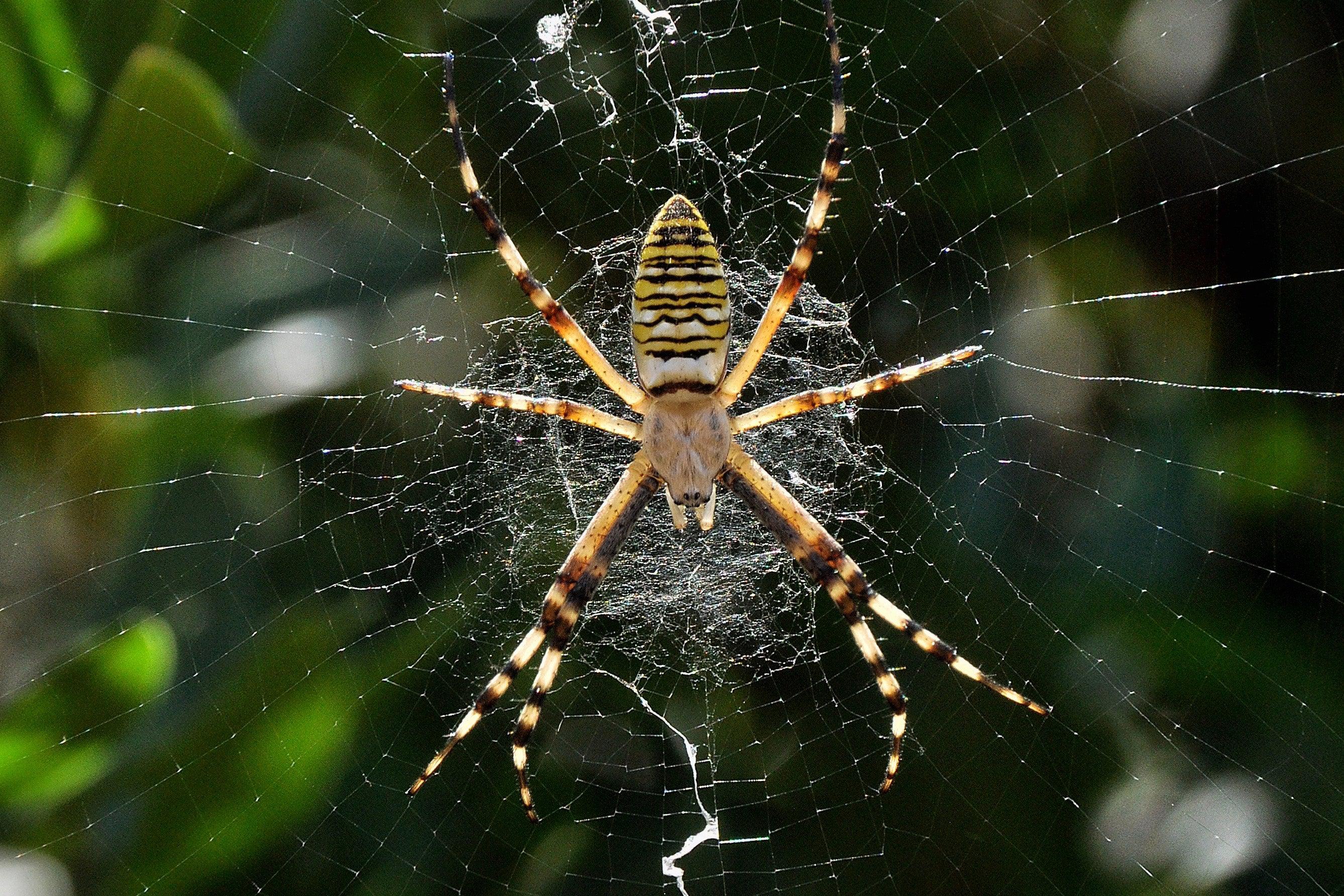 A large spider in the center of the frame sits on a web with thick white zigzagging patterns above and below