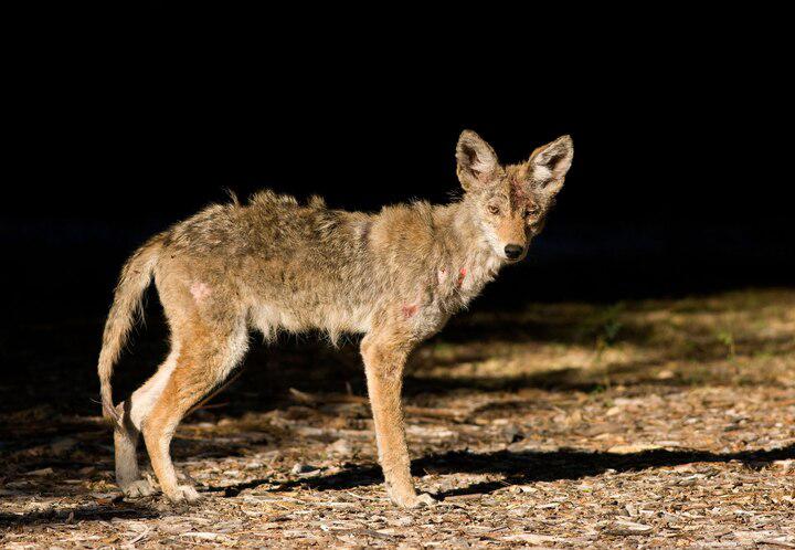 The chupacabra incites fear and fascination, but scientists say the creature is likely a coyote with mange, like the one pictured here.
