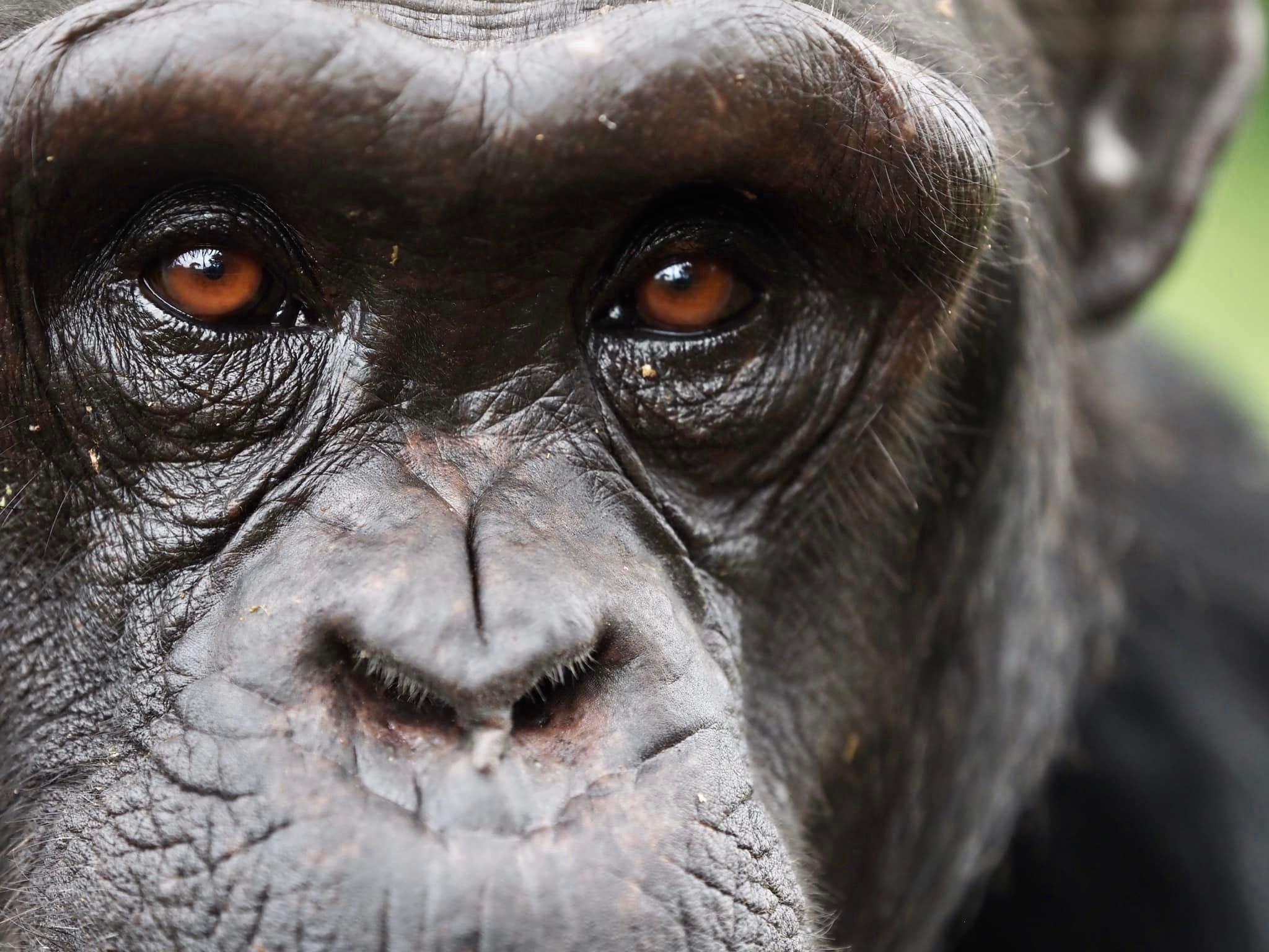 A chimpanzee, close to the camera, looks forward with striking brown eyes