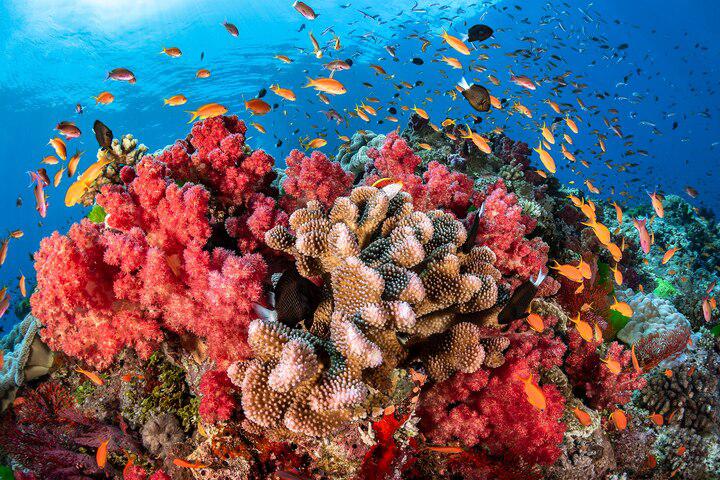 Fiji is home to vibrant soft corals, over 1,500 species of fish, and natural wonders such as the Great Sea Reef and Great Astrolabe Reef.