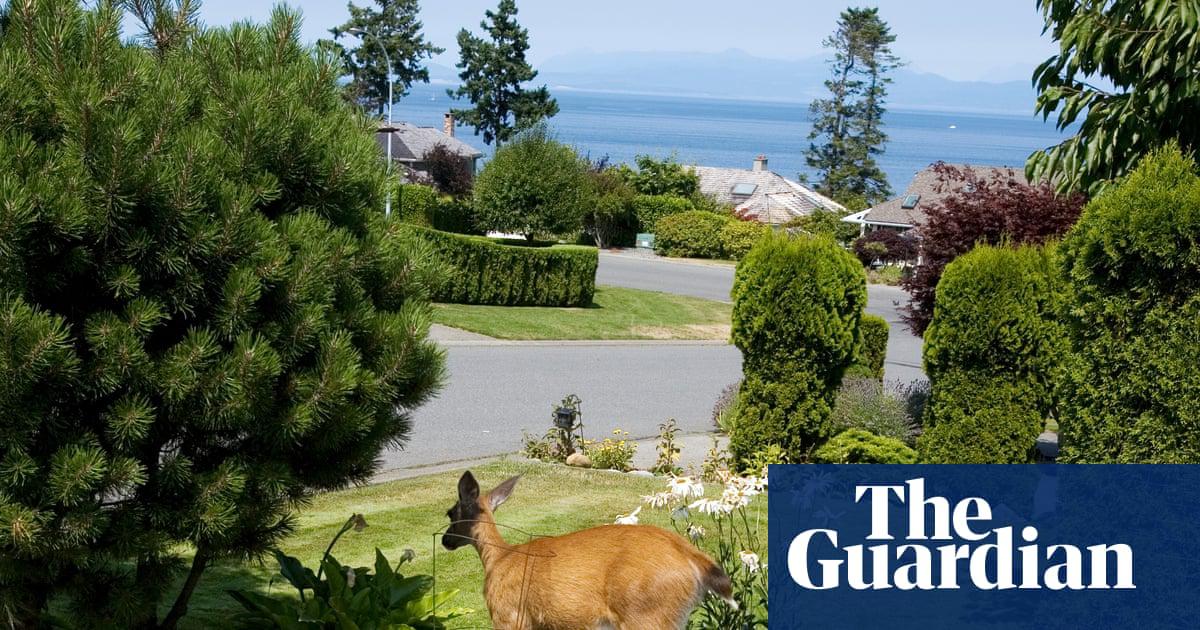 Animals from deer to birds and spiders prefer luxury parts of town where there is a greater variety of plants and more green space, studies found. 