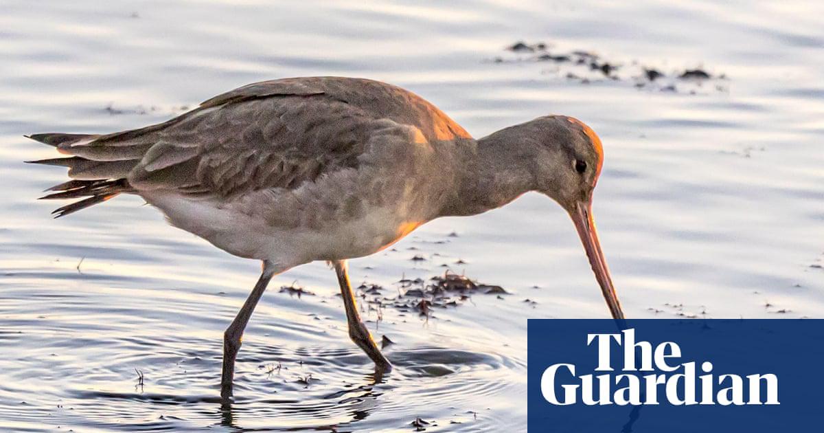 ‘Some emerge from the tidal channels, taking their time – one step forward, one very deliberate probe into the silt.’ A black-tailed godwit at Holes Bay.