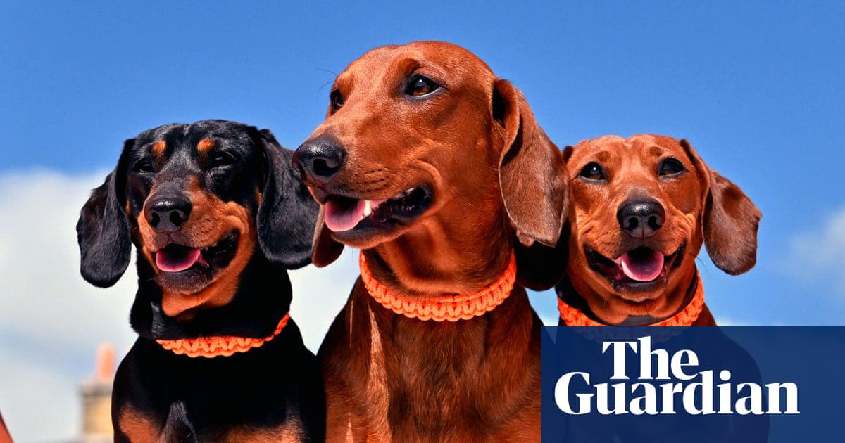 There three dachshunds are excited that it is Willow week on the Thursday quiz!