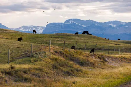 Picture of the author