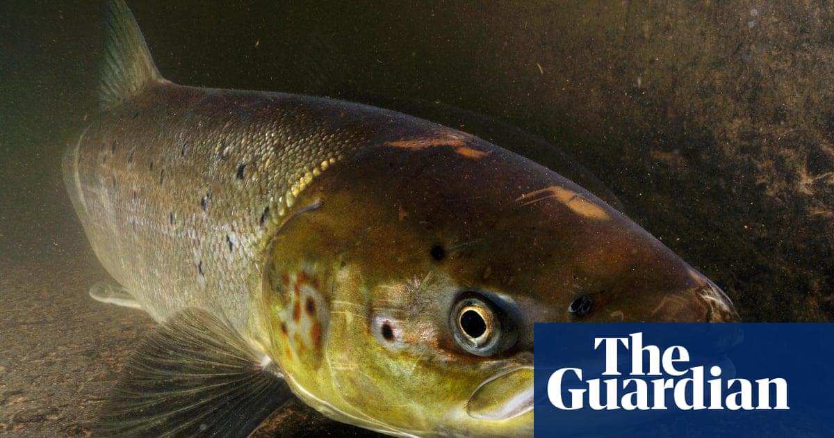 Female Atlantic salmon (<em>Salmo salar</em>). ‘Numbers have been helped by a breeding programme at a Manx government facility.’