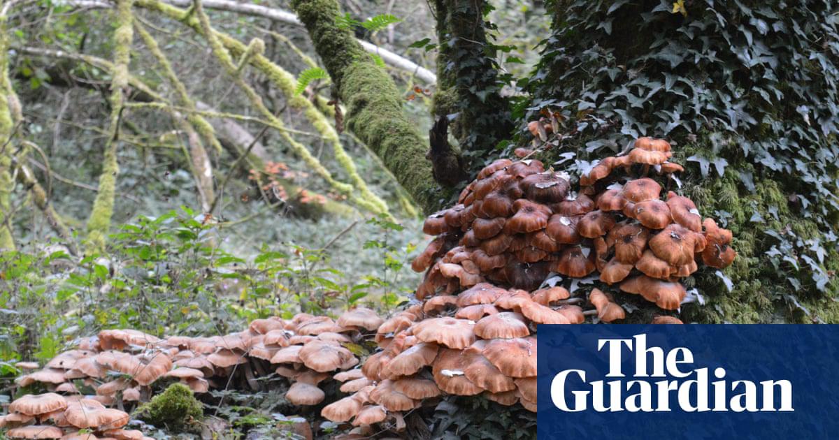 Honey fungus in Bushey Norwood woodland in Bath.