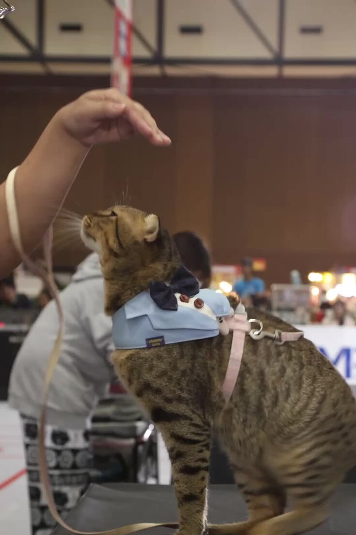 Kimmon, a mixed-breed cat, competing in a speed eating race in Bangkok.