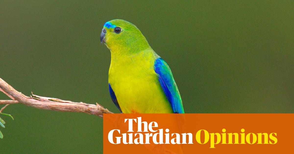 An orange-bellied parrot. Only 50 are known to still be left in the wild.