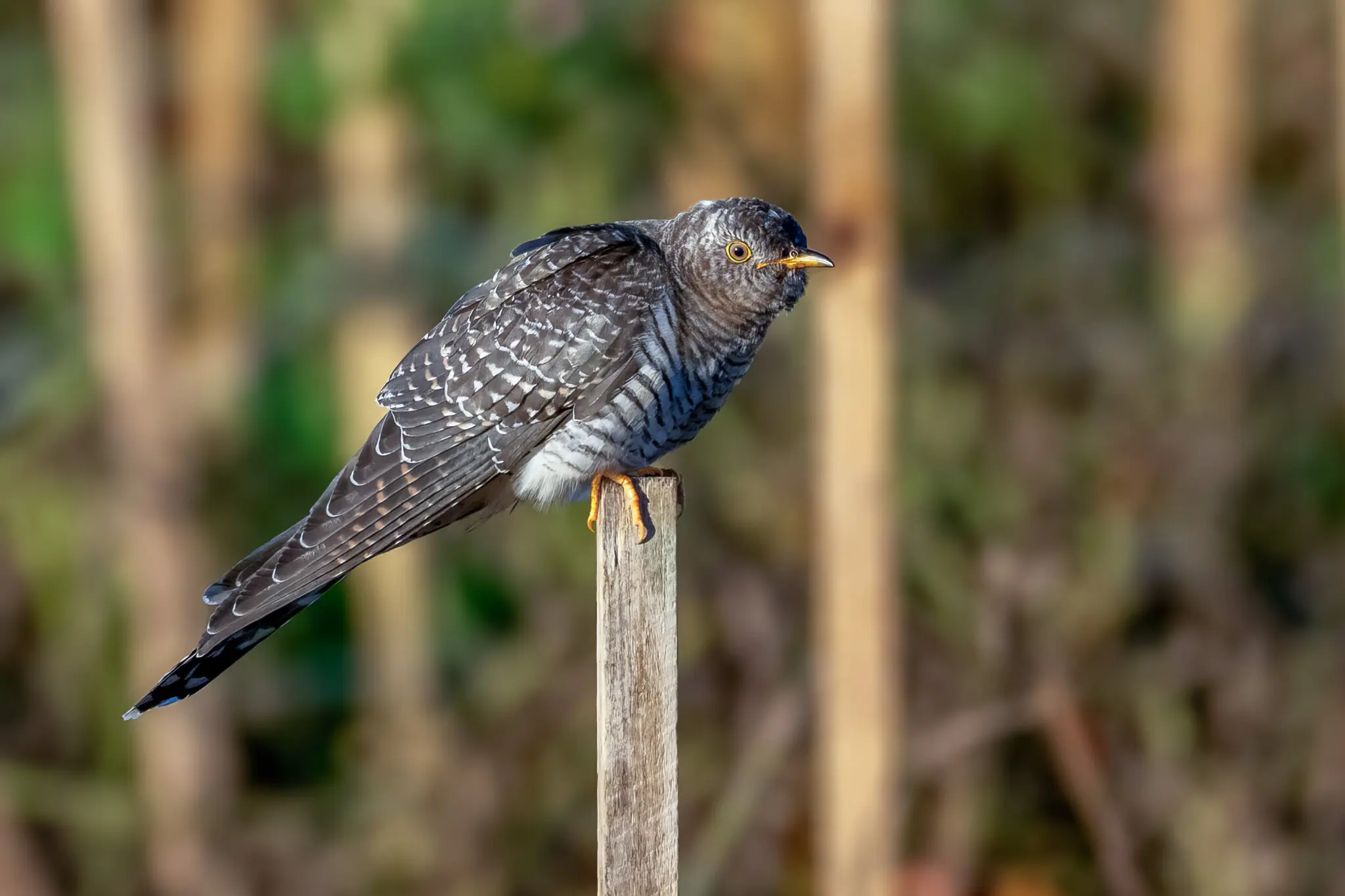 A common cuckoo at a farm in Riverhead, N.Y., last week. Their rare cameos have drawn birders across state lines.
