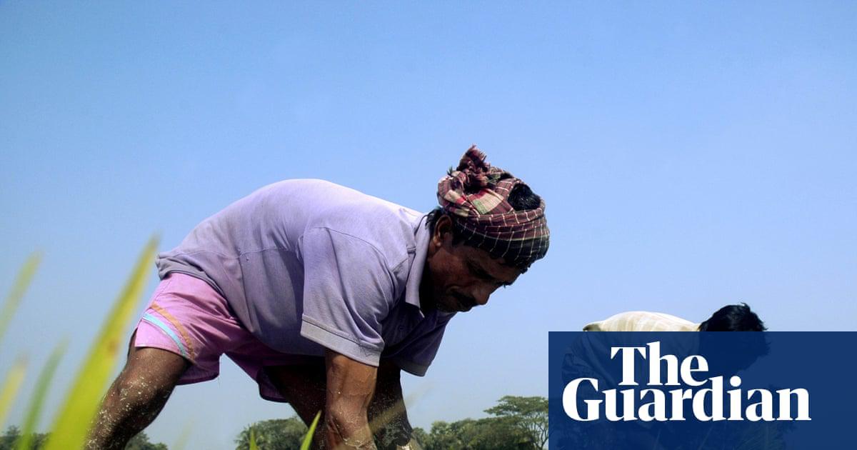 Farmers planting rice seedlings in Kaliganj in Gazipur, Bangladesh, in 2009.